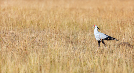 Secretary bird hunting in the savannah