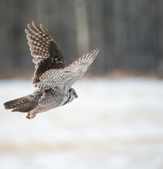 Northern Hawk Owl