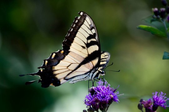 Eastern tiger swallowtail