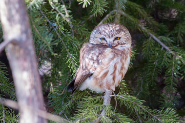 saw whet owl