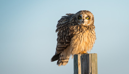 Short eared owl