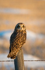 Short eared owl