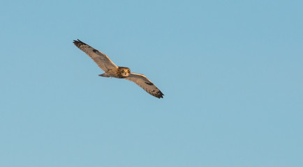 Short eared owl