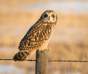Short eared owl