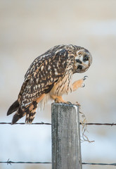 Short eared owl