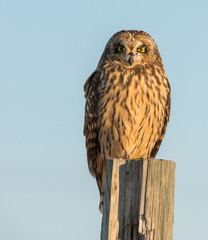 Short eared owl