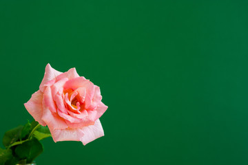 緑背景のピンクのバラ