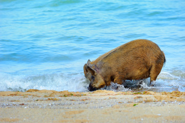 large wild boar searching for food on the beach