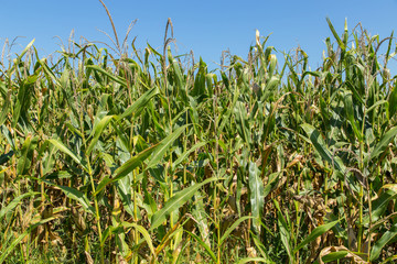 Corn stalks in the afternoon sun