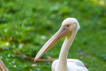 Pink pelican in royal park in London