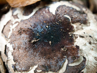 interesting mushroom cap top texture close up forest floor