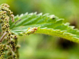 insect resting on edge of leaf green outside close up