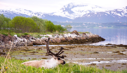 Reindeer with mountain in back