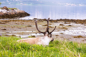 Reindeer by fjord