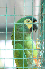 Green Parrot In A Cage