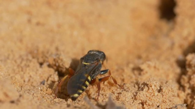 Little wasp (Crabronidae) digging burrow in sand