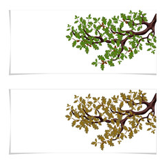 Green and autumn, a yellowed branch of a large oak tree with acorns. Flyer, invitation card or business card. Isolated on white background. illustration