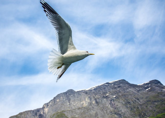 Seagull and Sky