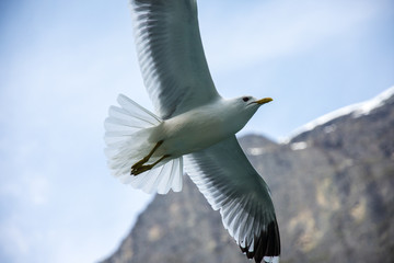 Seagull Wings