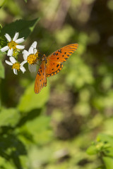 Orange butterfly on white flowers