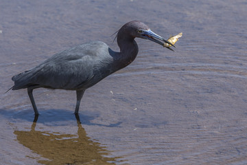 A bird eating a small fish
