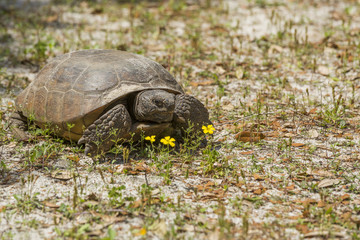 Gopher Tortoise