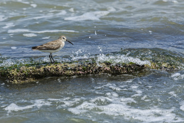 Sanderling bird feeding on a coquina rock