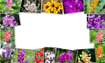 Collage of various flowers in nature concept