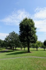 ８月の公園風景