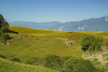 Fototapeta na wymiar The famous and beautiful Daylily flower at sixty Stone Mountain