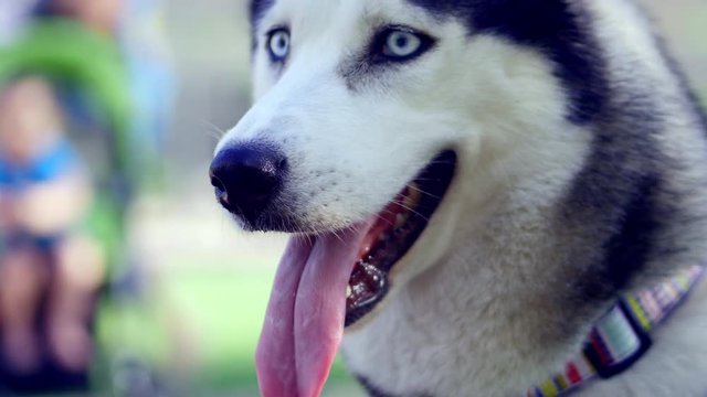 A fascinating close-up of a beautiful Husky with beautiful sad eyes, but with a smile on his face.