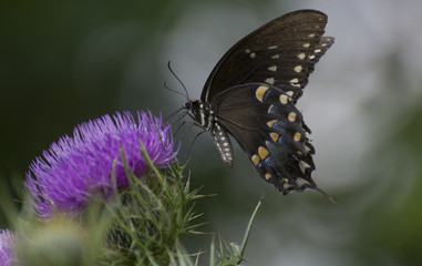 Butterfly 2017-106 / Black Swallowtail on thistle