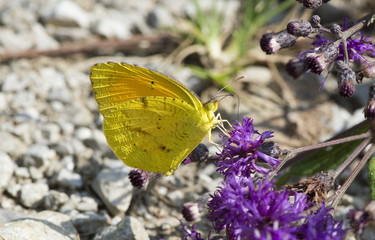 Butterfly 2017-105 /  Yellow butterfly on purple flowers