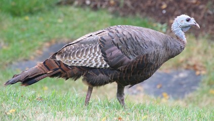 Wild Turkey