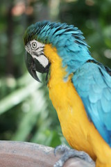 Close up Macaw