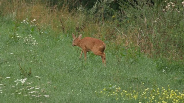 Male roe deer (Capreolus capreolus) in meadow