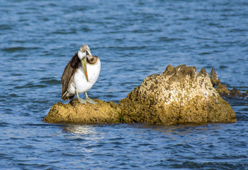 Pelicano en el mar