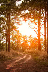 beautiful sun light and country road in pine wood