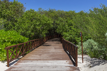 Fototapeta na wymiar Mexican Beach Path into Mangrove Jungle