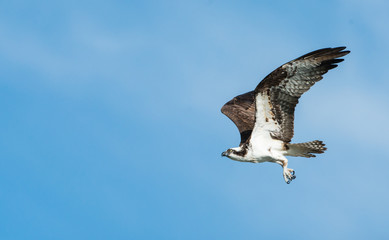 Fototapeta premium Osprey