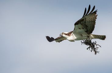Osprey