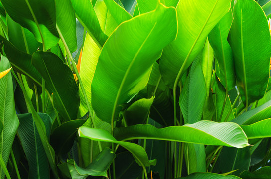 Fototapeta green leaf background