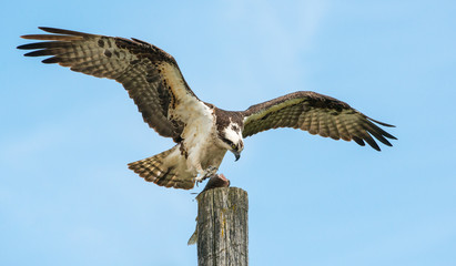 Osprey