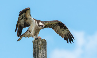 Osprey