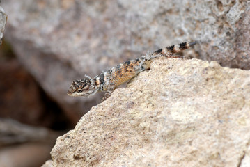 Shedding Spiny Lizard