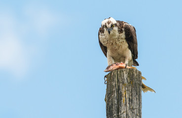 Osprey