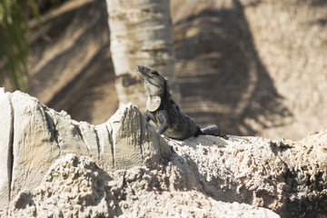 Iguana Sunning Itself on a Rock in Cancun Mexico