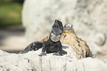 Frontal Shot of Iguana Sunning Itself on a Rock in Cancun Mexico