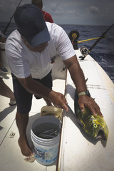 Mexican Big Game Fishing Guide Fileting a Mahi Mahi on Back of Boat
