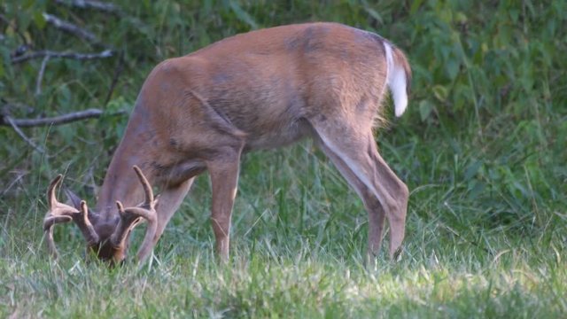 Whitetail buck grazing with antlers in velvet
